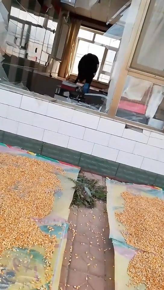 信富网 吉林一野猪玉米地偷吃被发现后撞破玻璃冲入超市，逃跑时还撞伤一名老人，林业局：正在调查处理